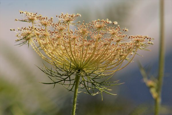 wild medicine