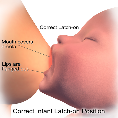 Breastfeeding: infant nutrition