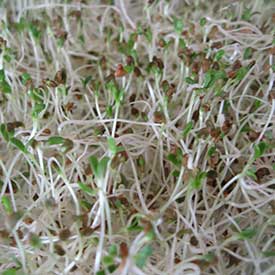 Alfalfa sprouts