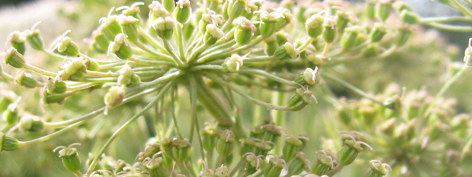 Nutrition, Iridology and Herbal Medcine consultations