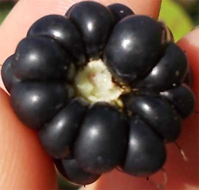 ripe blackberry