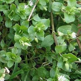 chickweed