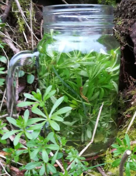 Fresh cleavers water