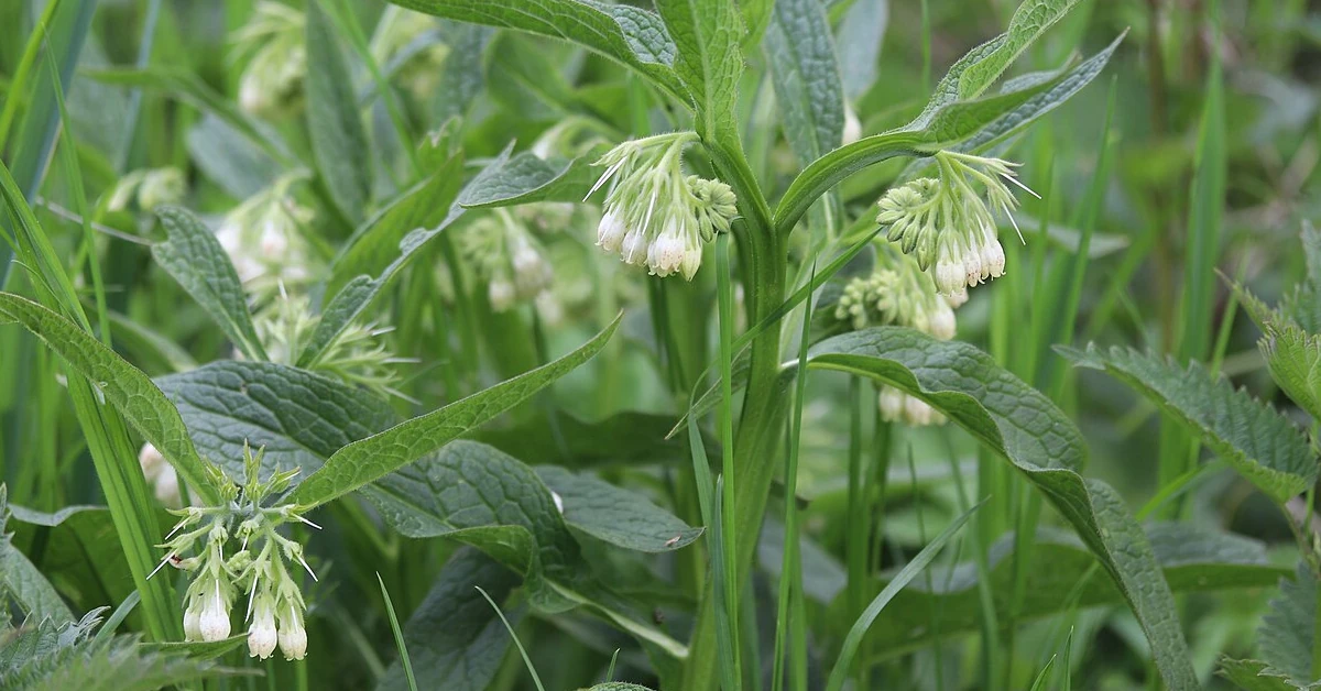 comfrey