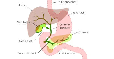 Digestive system: gallbladder