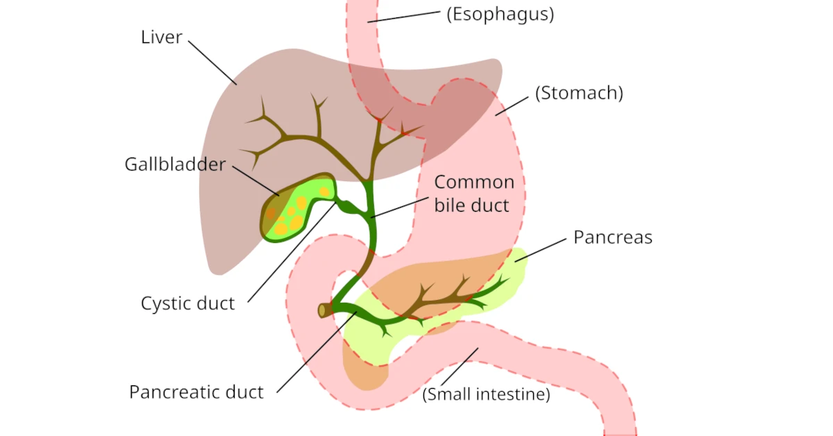 Digestive system: gallbladder