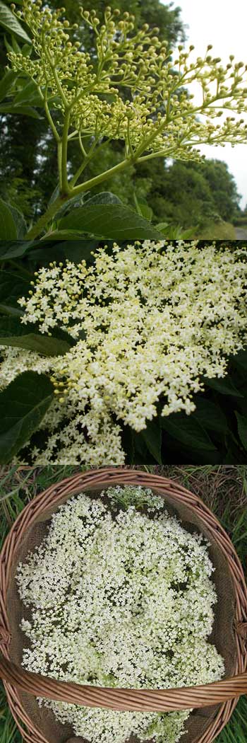 elder flowers