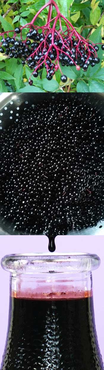 elderberry