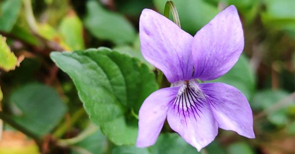 dog violet