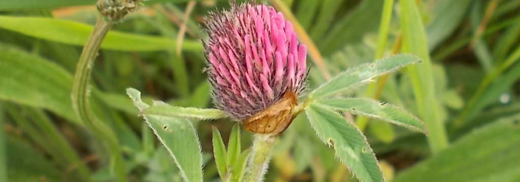 red clover