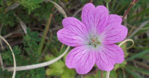 herbal consultations