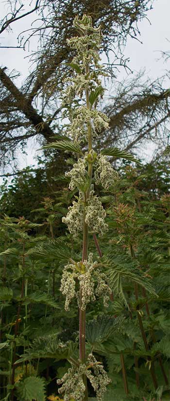 flowering nettle