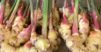ginger root