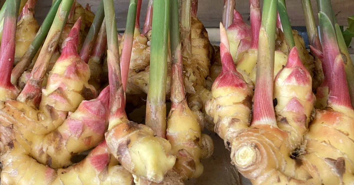 ginger root