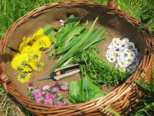 forage for wild herbal foods and medicine