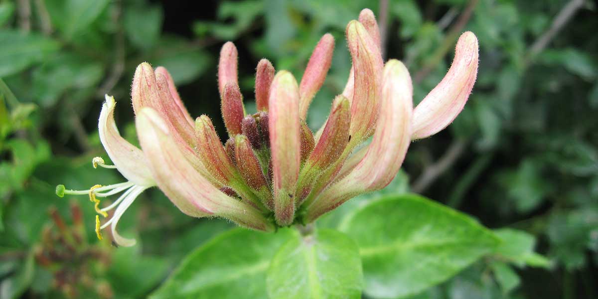 herbal medicine