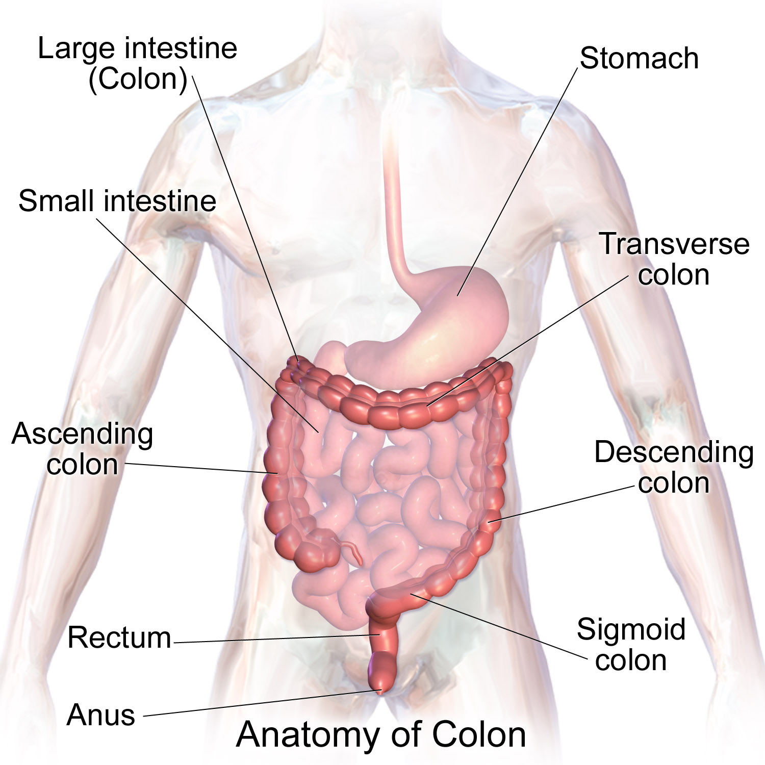 large intestine