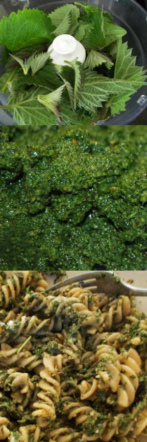 Nettle pesto