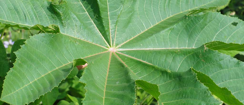 castor leaf