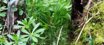 cleavers water