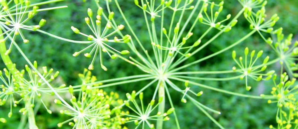 dill in seed