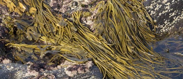 Sea Spaghetti - Nutrition, Iridology, Herbal Medicine