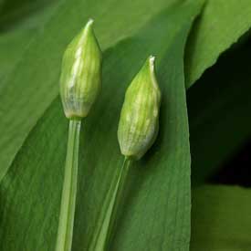 ramsons buds