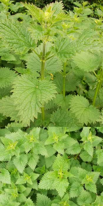 Spring stinging nettle