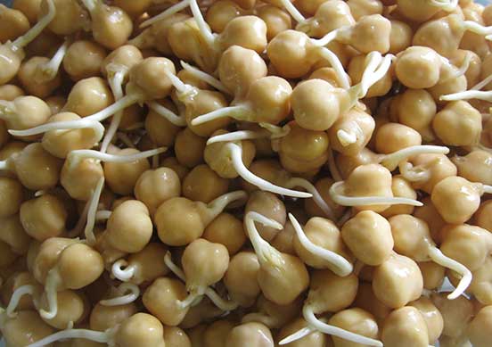 Sprouted chickpeas