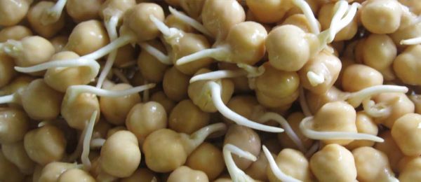 chickpea sprouts