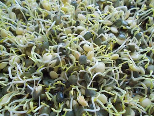 sprouting mung beans