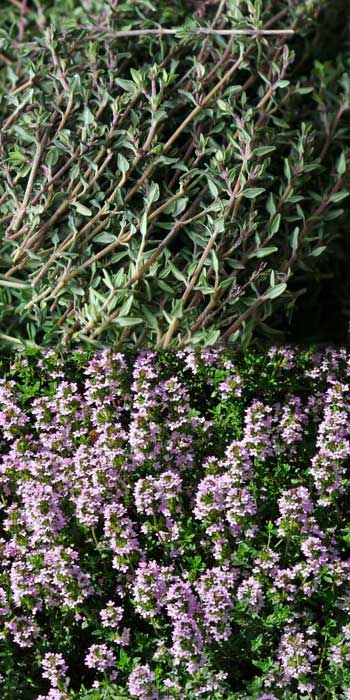 thyme stalks, thyme in flower