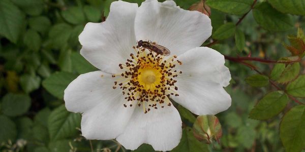 Contact Irish Herbalist, Liz Kane